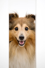Cute sheltie