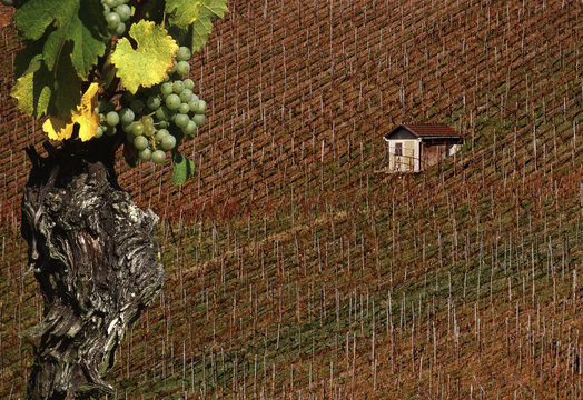 Weinrebe am Weinberg