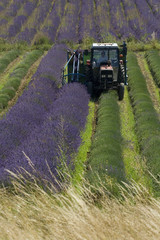 récolte des rangées de lavandins