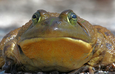 Bull Frog © Steve Byland