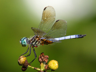Blue Dasher