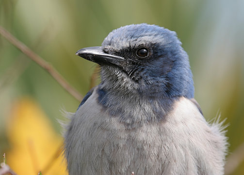 Florida Scrub Jay