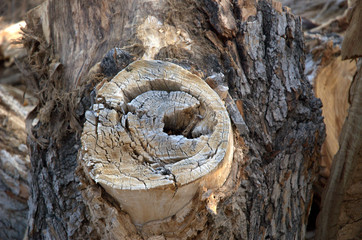 Wood