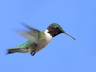 Ruby-throated Hummingbird