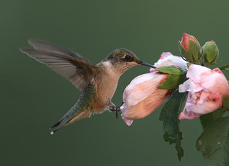 Fototapeta na wymiar Hummingbird na Pink Hibiscus