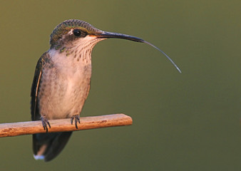 Perched Hummingbird