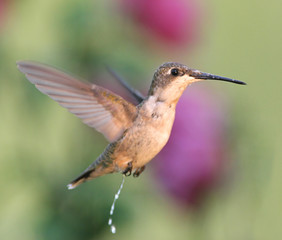 Funny Hummingbird 
