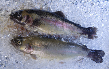Trout on ice