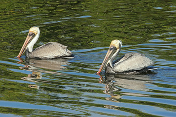 Brown Pelicans