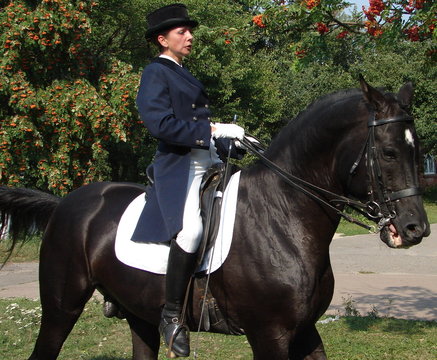 equestrian woman on black horse 3