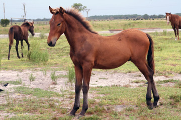 Obraz premium Young horse in field