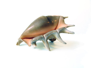 sea shell (2)