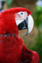 Scarlet Macaw
