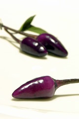 Purple Chilli