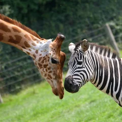 Gordijnen zebra en giraf © Vely