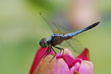 blue dragonfly and water lily in the ponds