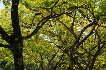 Obraz premium big tree in the parks