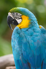 Blue & yellow Macaw