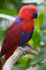 Eclectus Parrot