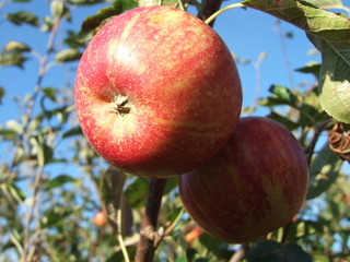 red apple