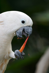 White Cockatoo