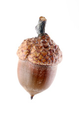 acorn