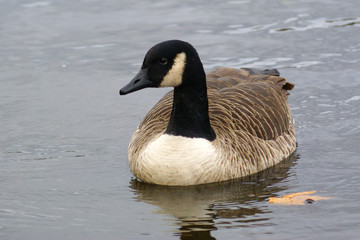 Canada Goose