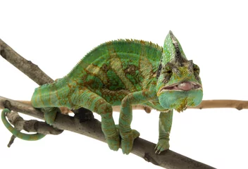 Foto op Plexiglas Kameleon kameleon