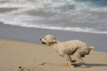 pet running at the beach in Los Cabos in Mexico