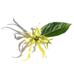 fleurs et feuille d'ylang-ylang