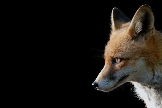 Fuchs
