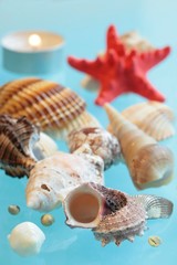 Shells on of blue background