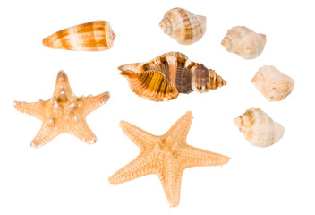 Star-fish and seashells