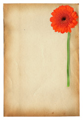 gerbera flower against old paper