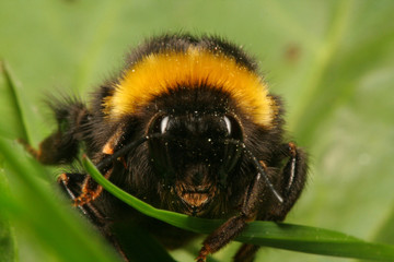 Bumble-bee