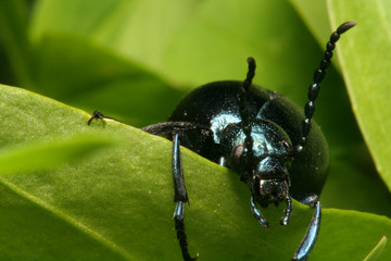 Oil beetle