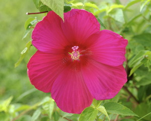 Hibiscus blossom