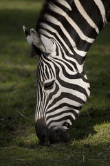 Fototapeta na wymiar Zebra eating grass - closeup on head