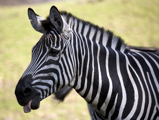 Fototapeta na wymiar Zebra with tounge out