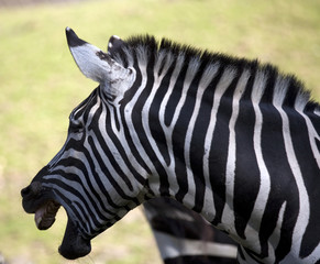 Zebra showing teeth