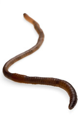 worm