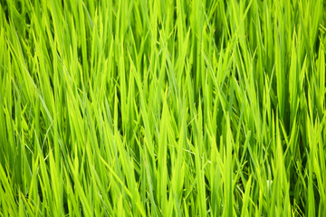 Fototapeta na wymiar Green rice