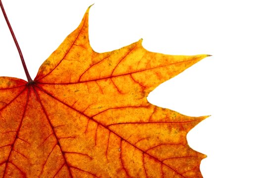 Autumn maple leave