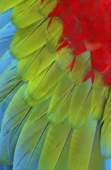 Foto op Plexiglas parrot feathers © martin1985