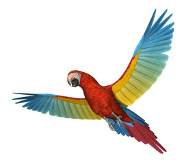 Fototapeta premium Scarlet Macaw Flying 2