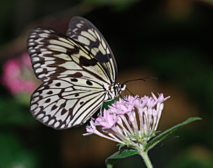 Butterfly Feeding