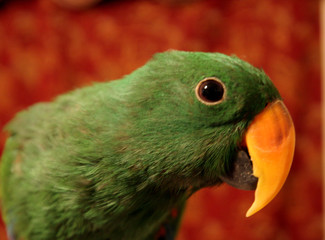 Eclectus named stitch