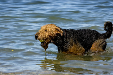 swimdog II