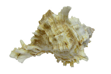 Muschel, freigestellt