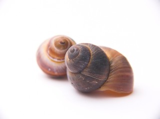 snail shell